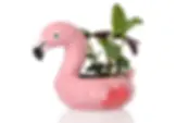 Thumbnail: Floated duck of flamingo pot