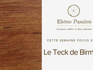 Focus : Le bois de Teck de Birmanie