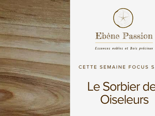 Focus : Le bois de Sorbier des Oiseleurs