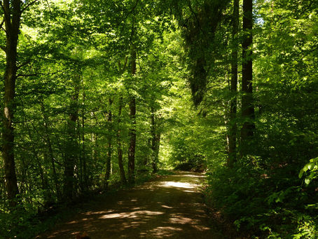 Wakeful walking through the forest of self hypnosis