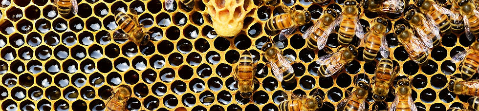 beehive-337695_1920.jpg