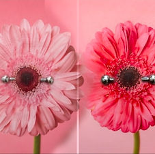 Paired Nipple Piercings with Flower Overlay - Classic Titanium Barbells