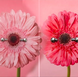 Paired Nipple Piercings with Flower Overlay - Classic Titanium Barbells