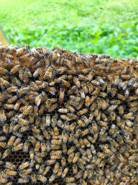 bees