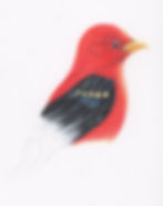 Scarlet Tanager