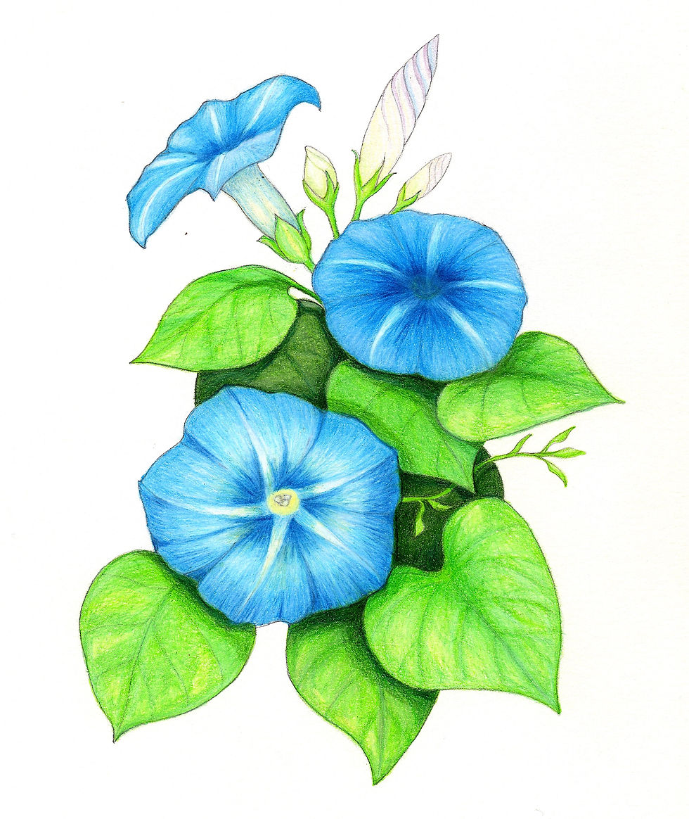 Blue Morning Glory