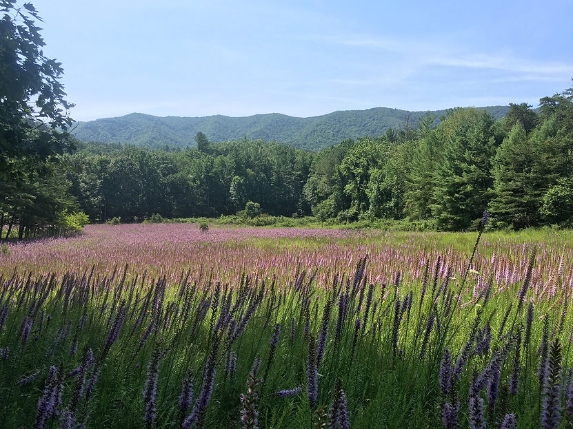 liatris3.jpg
