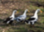 Thumbnail: Ancona Ducklings