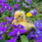 Thumbnail: Ancona Ducklings