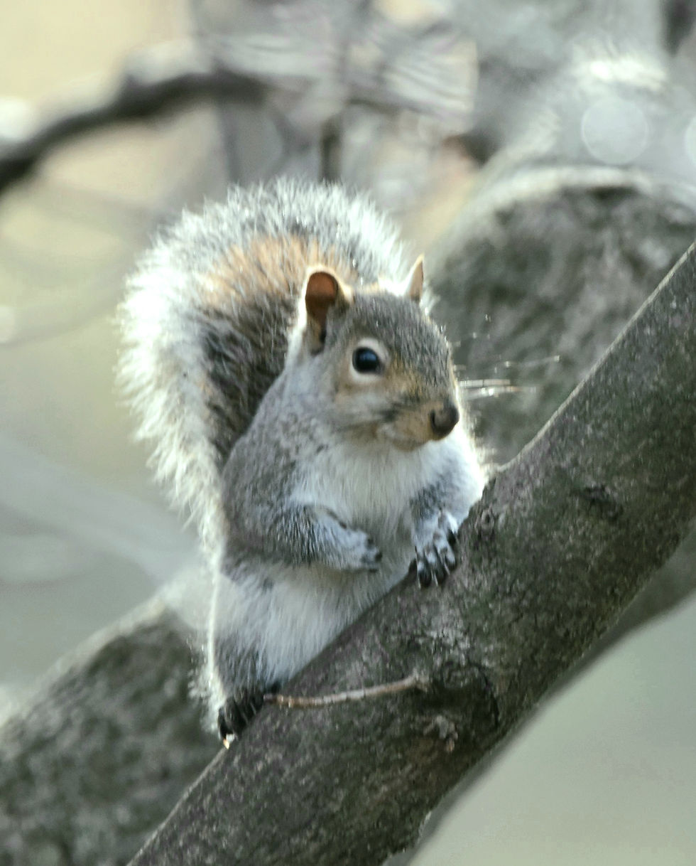 grey squirrel photographed by Andrea Hinkemeyer of Bushel and a Peck Hatchery