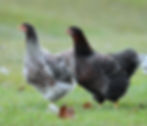 Thumbnail: Blue Laced Red Wyandotte Hatching Eggs