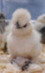 Thumbnail: Silkie Chicks
