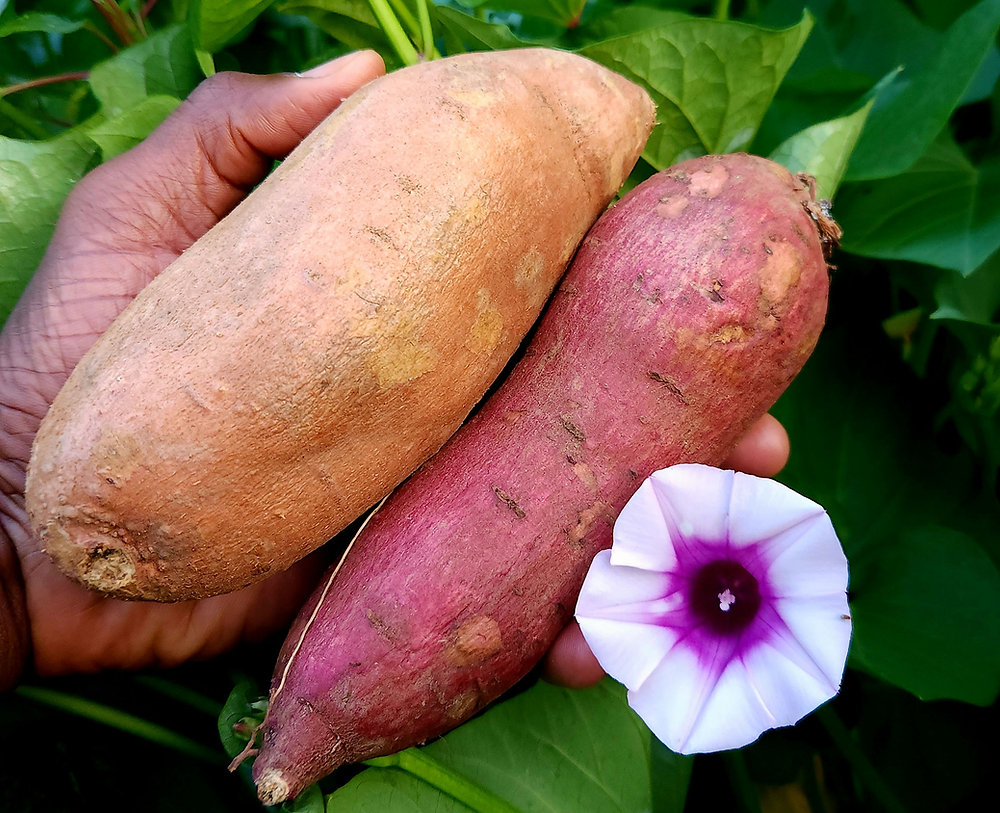 From Supermarket To Soil Regrowing StoreBought Sweet Potato Tubers In