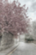 Blossom-Doune-Terrace_edited.jpg