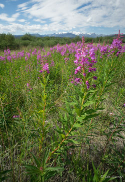 Fireweed
