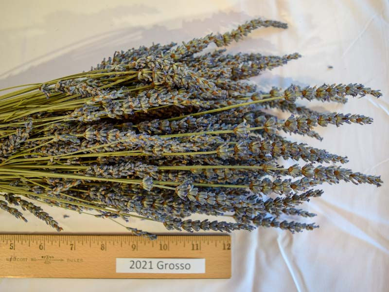 Thumbnail: 2021 Lavender Bundles- Dried