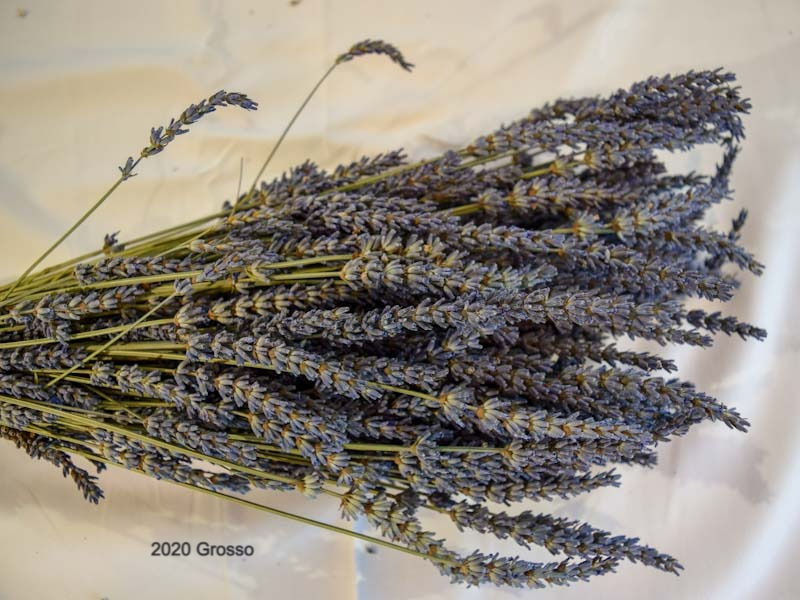 Thumbnail: 2020 Lavender Bundles- Dried