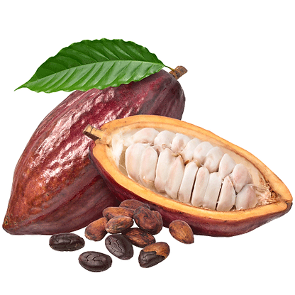 Pod Superfruit cacao pod with cacao fruit and cacao beans
