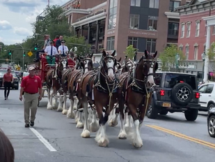 Clydesdales Parade Through Downtown