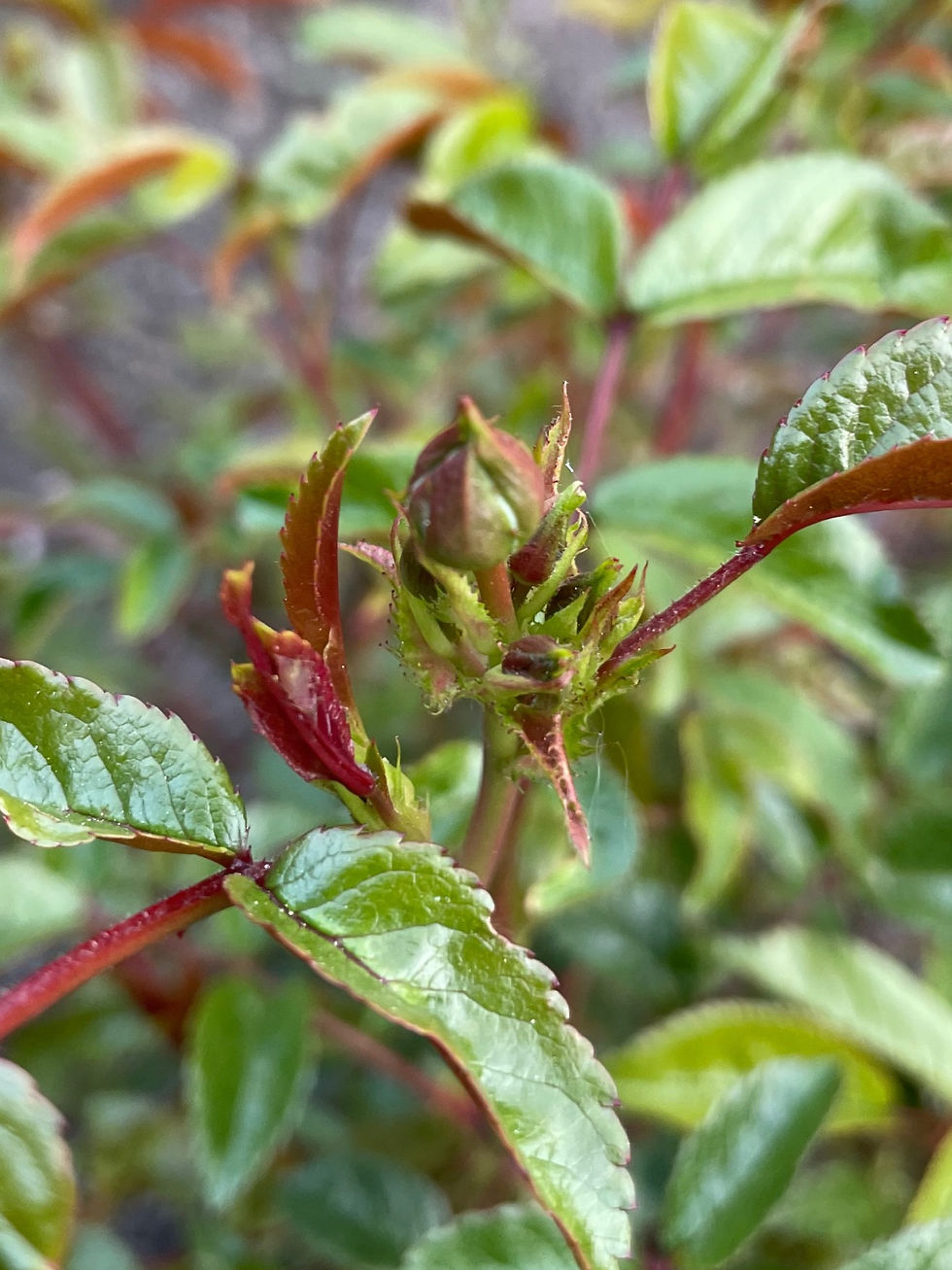 De første rosen-knopper