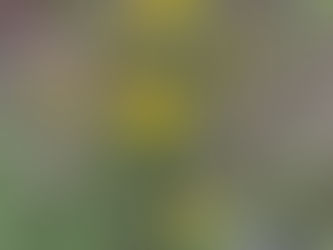 At bide i det sure æble