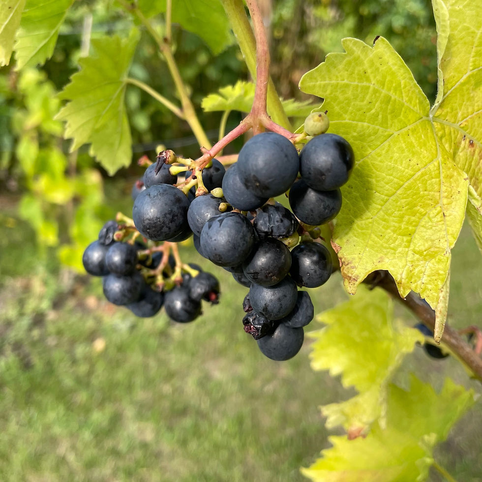 Eftersommer