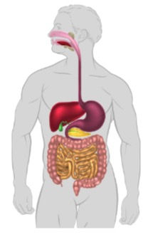 Digestive Wellness is Key to Health