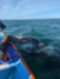 Friendly gray whale in san ignacio