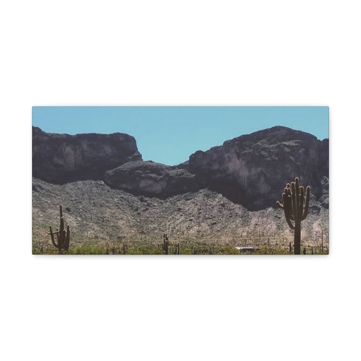 Arizona Cacti- Canvas Gallery Wraps
