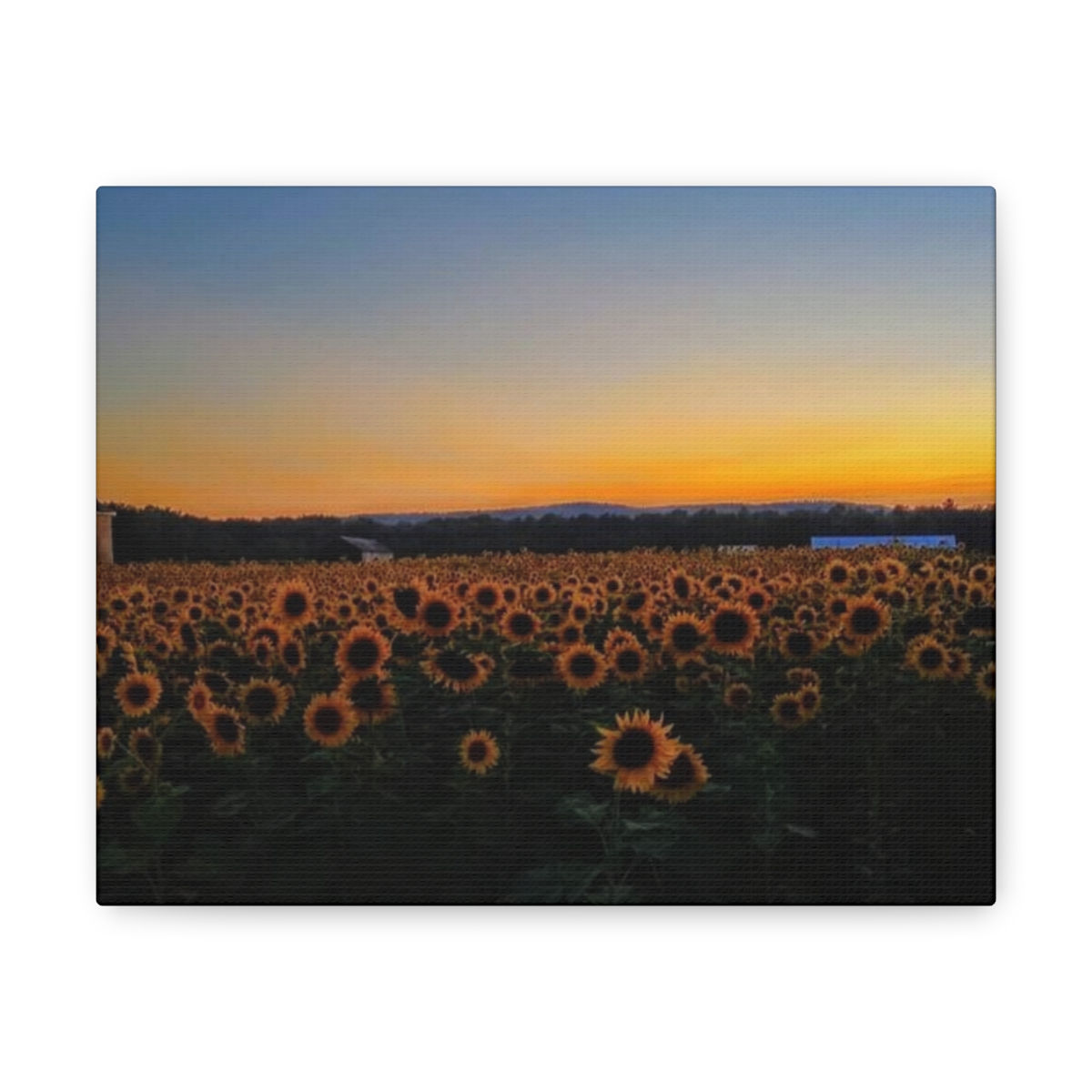Sunflower Fields Forever- Canvas Gallery Wraps