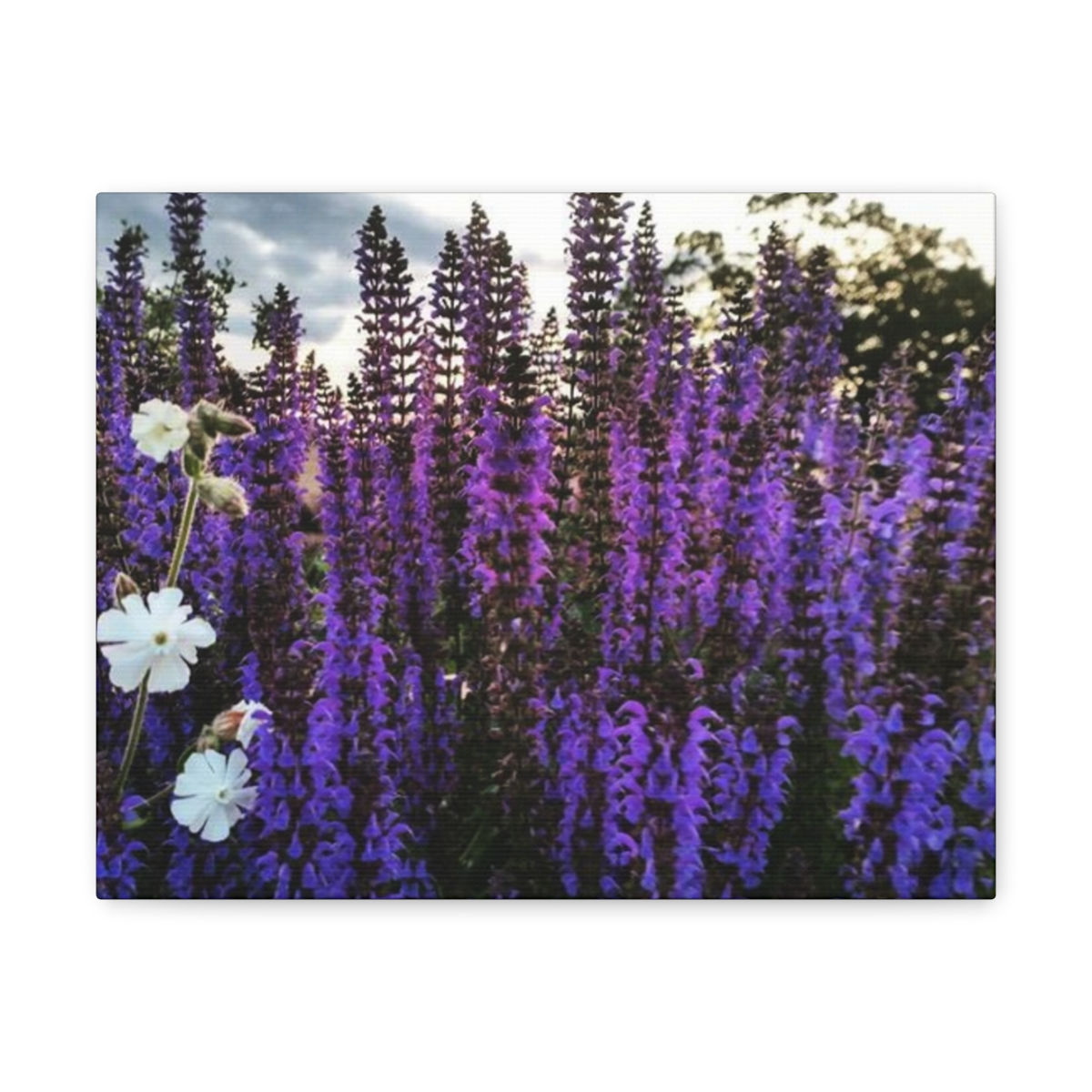 Purple Graze- Canvas Gallery Wraps