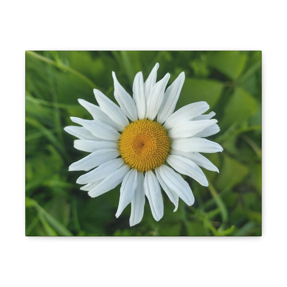 Thumbnail: Summer Daisy- Canvas Gallery Wraps