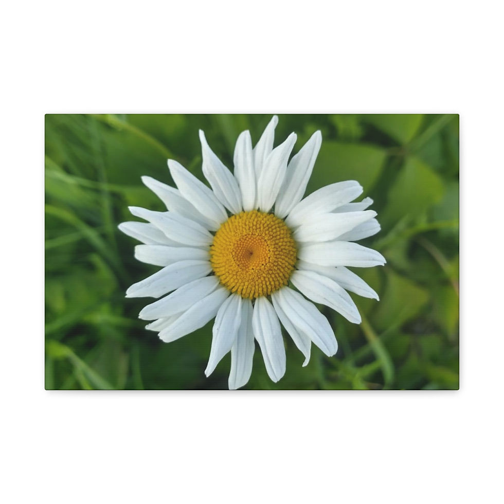 Thumbnail: Summer Daisy- Canvas Gallery Wraps