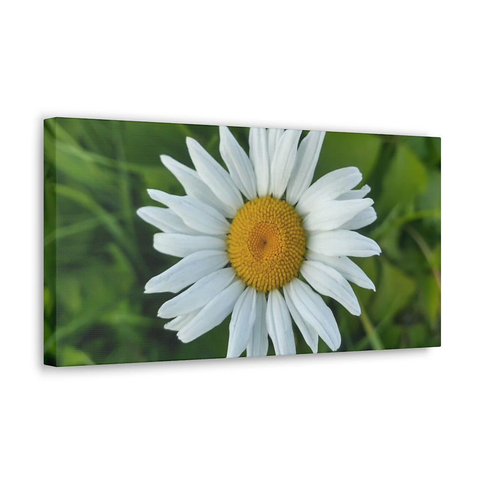 Thumbnail: Summer Daisy- Canvas Gallery Wraps
