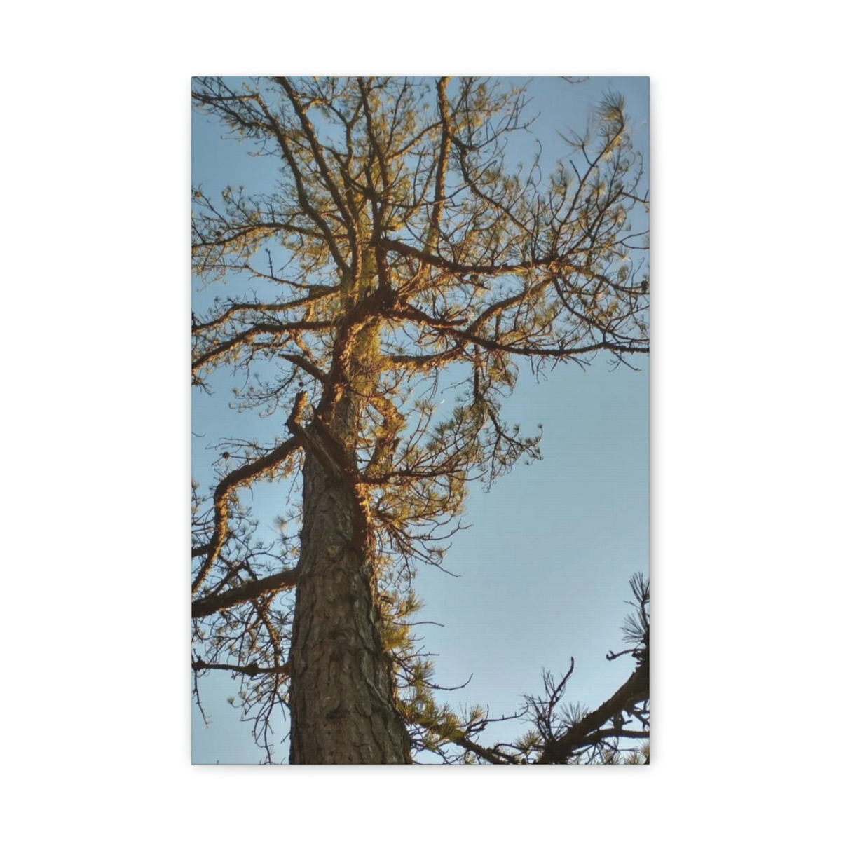 Crescent Pine- Canvas Gallery Wraps