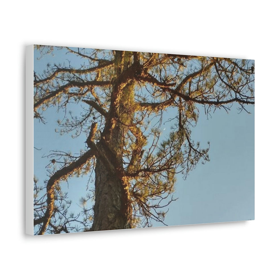Thumbnail: Crescent Pine- Canvas Gallery Wraps