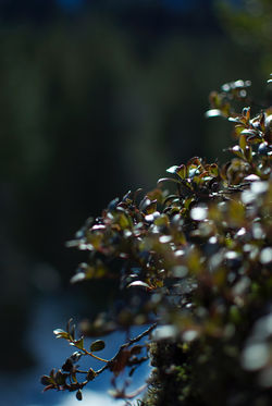 DSC_1052