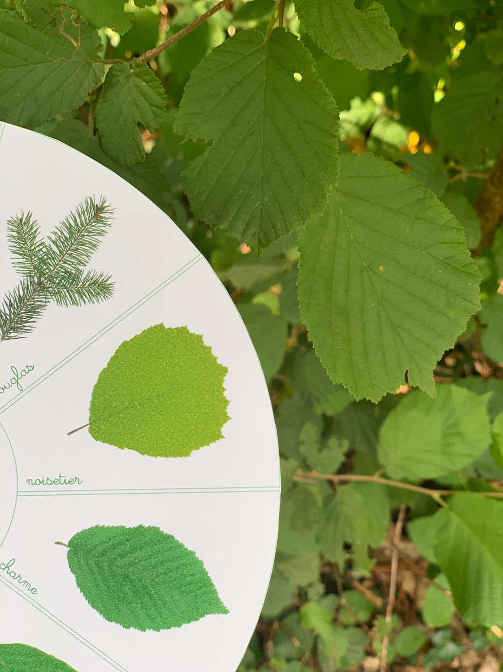Miniature : Roue des feuilles
