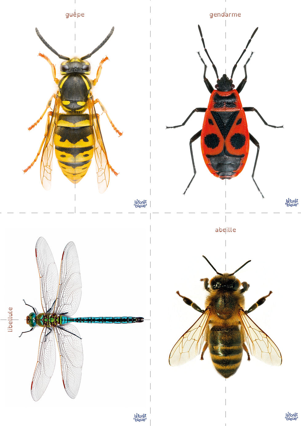 Miniature : Les insectes