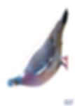 Miniature : Morphologie des oiseaux/ les parties manquantes