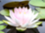Water Lily_edited.jpg