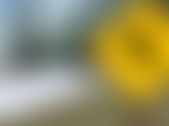 5 Safe Driving Tips for Deer Season