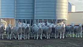 Ram group 2021 rams.jpeg