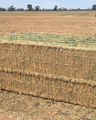 Andrews I Phone 14032016 1590.JPG