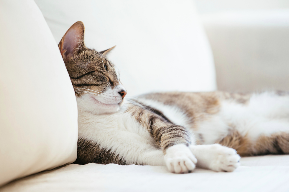 Cat Photo for Website.png
