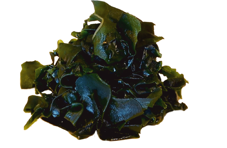Seaweed