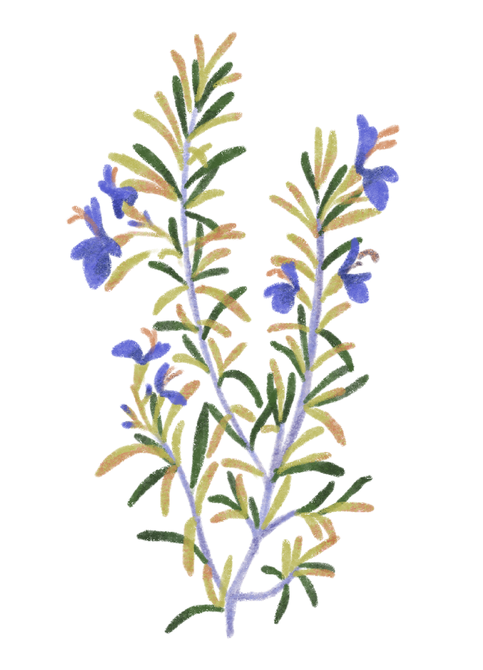 Illustrations planches botaniques-romarin_edited.png