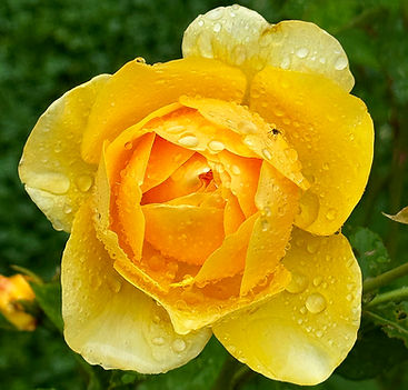 Yellow rose
