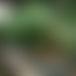 Holiday Shopping and Lunch Trip