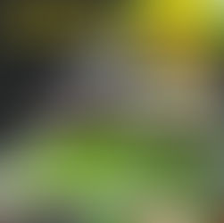 Live Webinar plus Individual Consultations